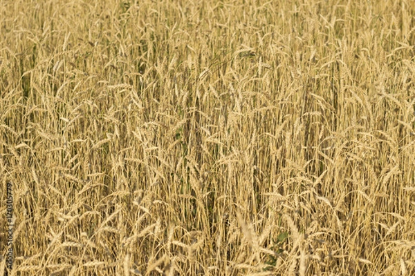 Fototapeta Wheat field