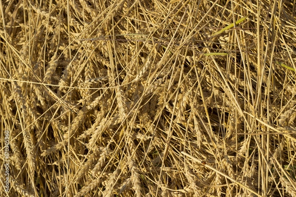 Fototapeta Wheat field