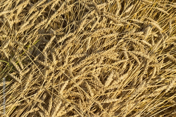 Fototapeta Wheat field
