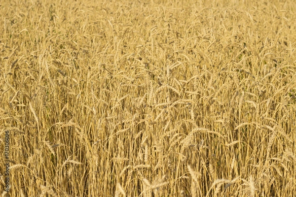 Fototapeta Wheat field