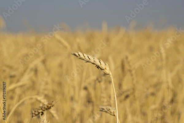 Fototapeta Wheat field