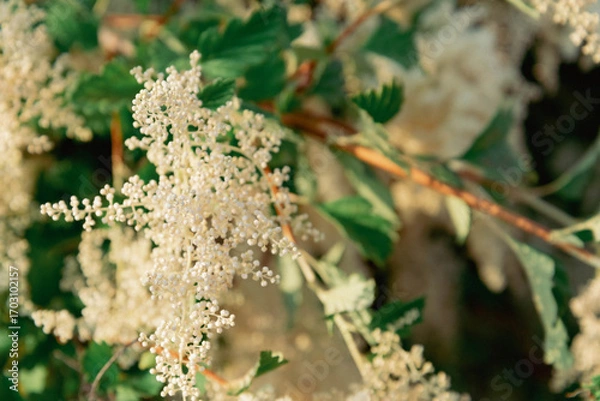 Fototapeta Extreme close up of spray of seeds hanging on the green branch of a bush, specifically that of Ocean Spray (Holodiscus discolor). 