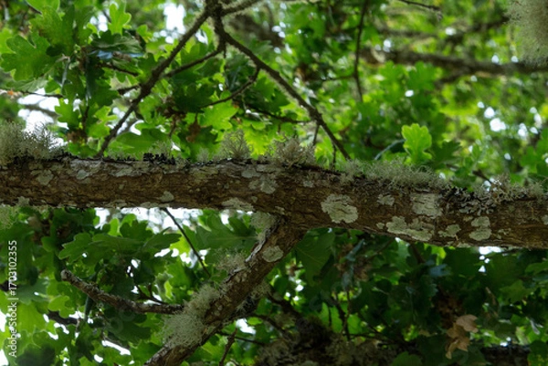 Fototapeta Low angle view of tree branch covered in spots of moss and lichen and surrounded by fresh green leaves. 