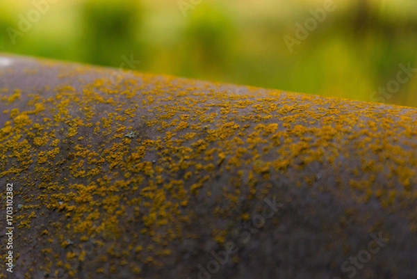 Fototapeta Extreme close up of metal surface spotted with moss and lichen, with lush green foliage out of focus in the background. 