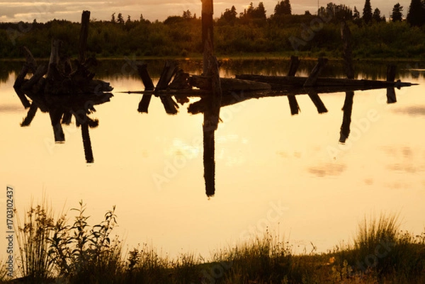 Fototapeta Angled view of a stand of dead tree trunks in a still wetland pond at dusk, the water's surface showing rippled reflections in the yellow light. 