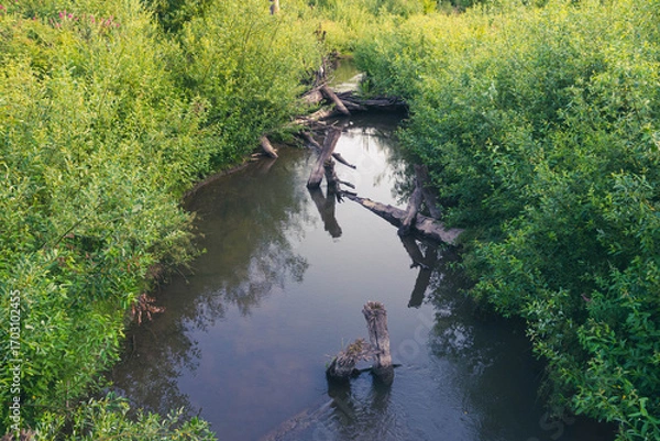 Fototapeta Side view of small waterway, dotted with dead tree trunks, cutting through lush green foliage with the leaves reflecting off the still surface of the water. 