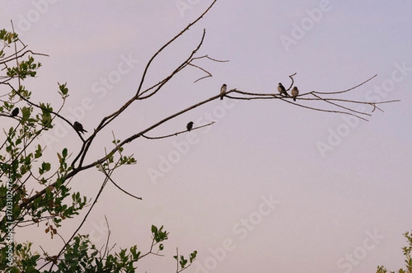 Fototapeta Low angle view of several small birds perched on bare branch, mostly in silhouette at dusk.