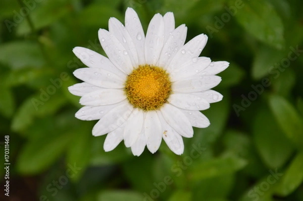 Obraz Daisy 