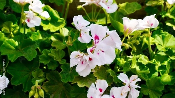 Obraz 開花した白色のゼラニウム