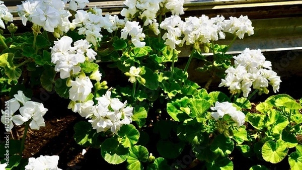 Obraz 開花した白色のゼラニウム