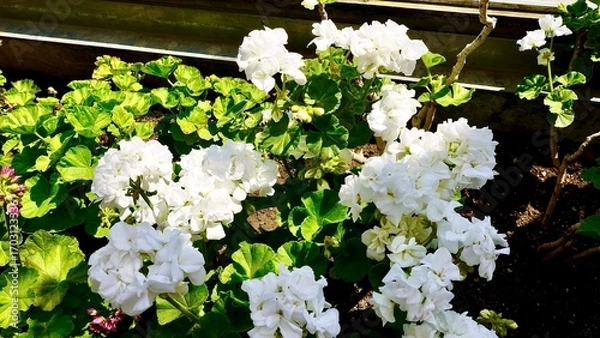 Obraz 開花した白色のゼラニウム