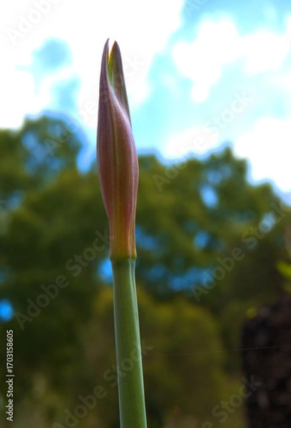 Fototapeta stem and bud of a lily about to come into bloom