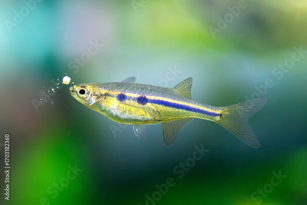 Obraz Dadio - Laubuka dadiburjori - Chela dadiburjori