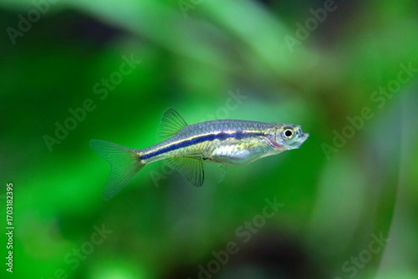 Obraz Dadio - Laubuka dadiburjori - Chela dadiburjori