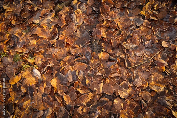 Obraz Autumn Leaf Texture