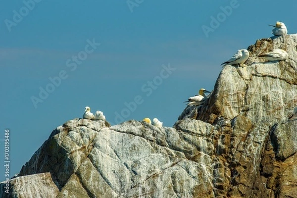 Fototapeta Group of northern gannets (Morus bassanus) perched on a rugged rocky cliff, basking in the sun under a clear blue sky during summer nesting season.