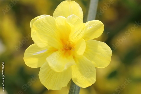 Obraz 日本の春の庭に咲く黄色いオウバイモドキの花