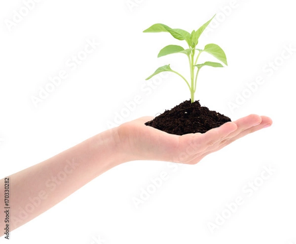 Obraz Hand holding a sprout