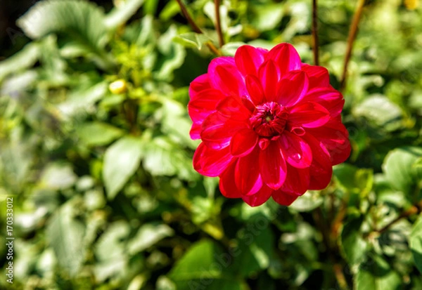 Fototapeta bright red dahlia in the garden