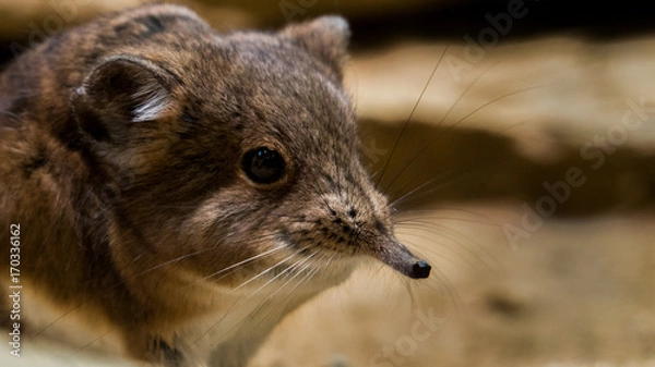 Obraz elefantenspitzmaus