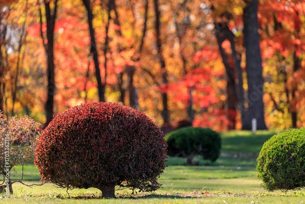 Obraz 北海道平取町、紅葉の木々に包まれる二風谷ファミリーランドパークゴルフ場【10月】