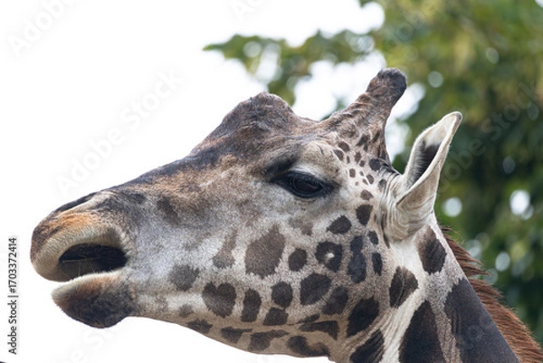Fototapeta Detailed giraffe profile portrait, attentive gaze, intricate coat markings, natural green backdrop.