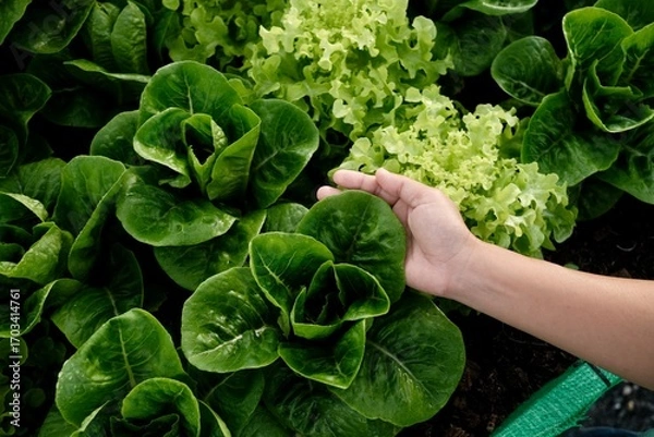 Fototapeta A woman's hands are hugging a large green vegetable plant in an organic vegetable patch.