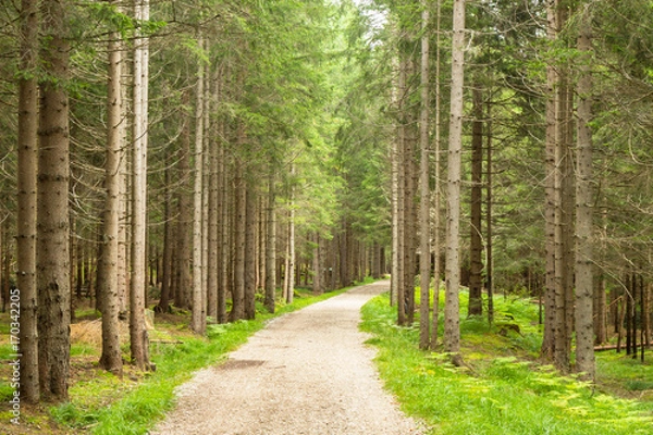 Fototapeta a path trough a forest in Alps