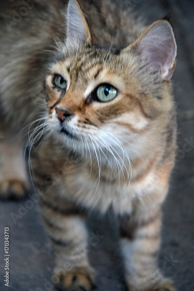 Obraz Домашние животные (Кошки)