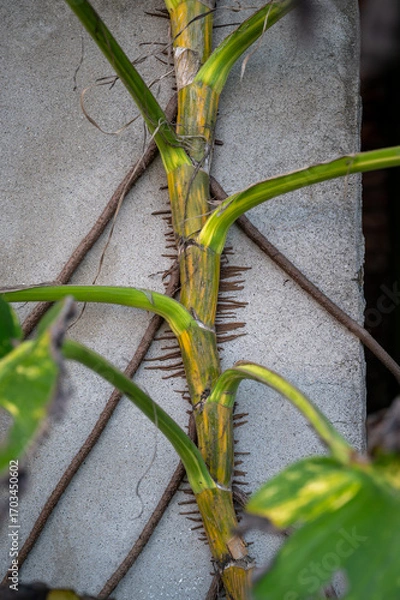 Obraz Close up of plant growing on the wall, in New Taipei City, Taiwan.