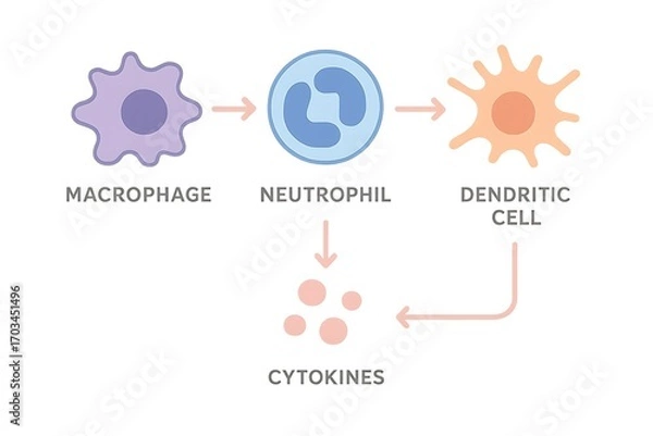 Fototapeta Illustration of immune cell communication via cytokines isolated on white background