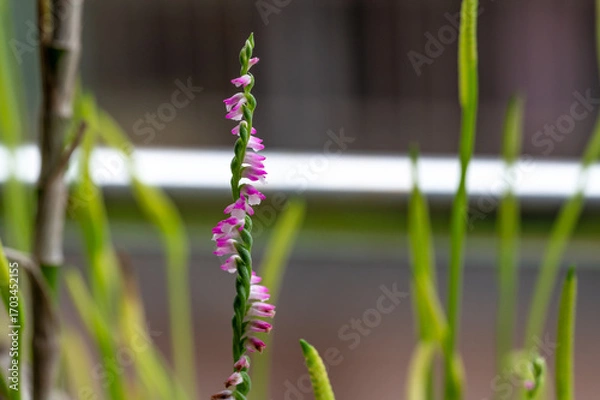 Obraz Close up of the beautiful Spiranthes sinensis growing in the garden, background out of focus in purpose, in Keelung city, Taiwan.