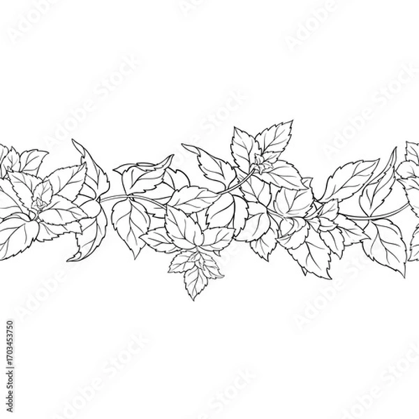 Fototapeta Peppermint Branch with Leaves Outline Horizontal Seamless Pattern. Essential oil ingredient for cosmetics, spa, aromatherapy, health care, alternative medicine. Vector isolated for design or decoratio