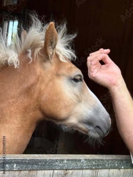 Obraz Curious Foal Reaching Toward Hand