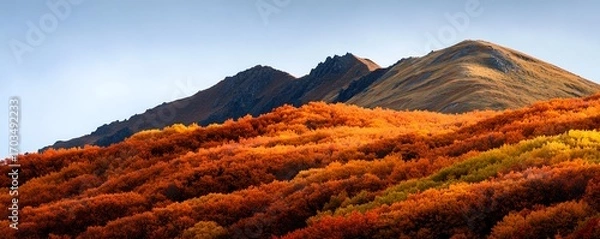 Fototapeta Stunning panoramic view of vibrant orange red and yellow autumn foliage covering the slopes of a rugged mountain range against a clear blue sky