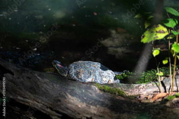 Fototapeta A wild turtle resting in the water, illuminated by a sunbeam. The chiaroscuro effect creates a mysterious and beautiful mood.