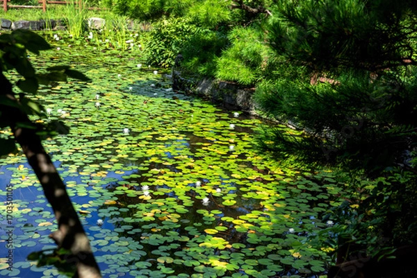 Fototapeta The beautiful pond grass and reflection on summer.