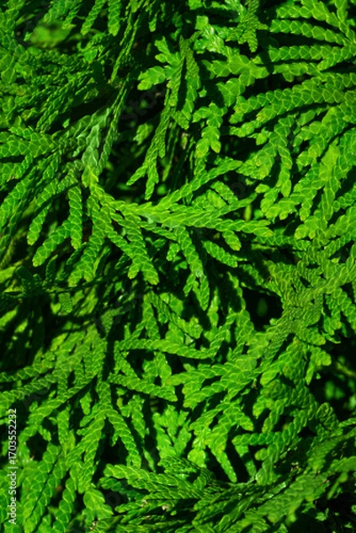 Fototapeta Detailed vertical macro photo of thuja branches showing fresh green foliage and natural texture. Ideal for themes of botany, gardening, landscaping, nature, ecology, wellness, and eco design.
