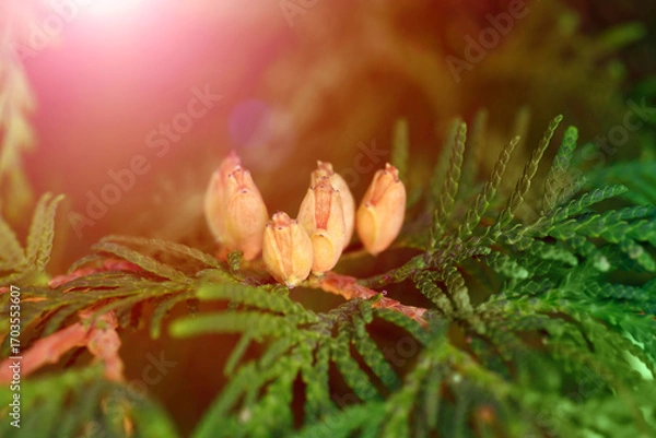 Fototapeta Horizontal photo of green thuja branches with golden cones touched by a warm sunlight beam. Suitable for themes of botany, gardening, health, wellness, ecology, nature, and decoration.
