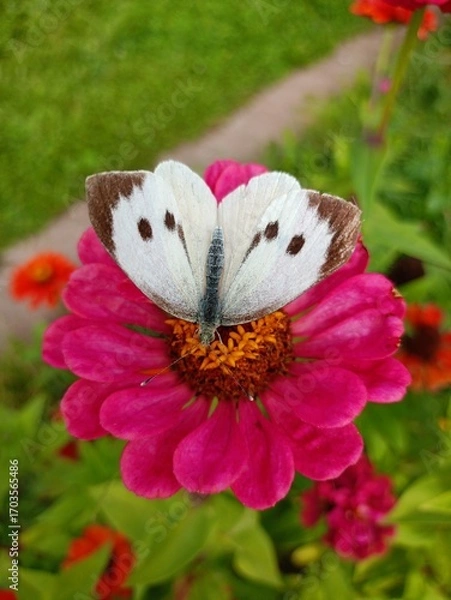 Obraz butterfly on a flower