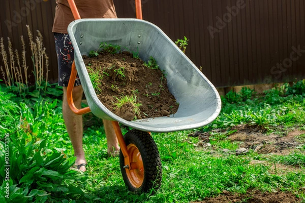 Fototapeta A man is emptying soil from a garden cart in the garden.