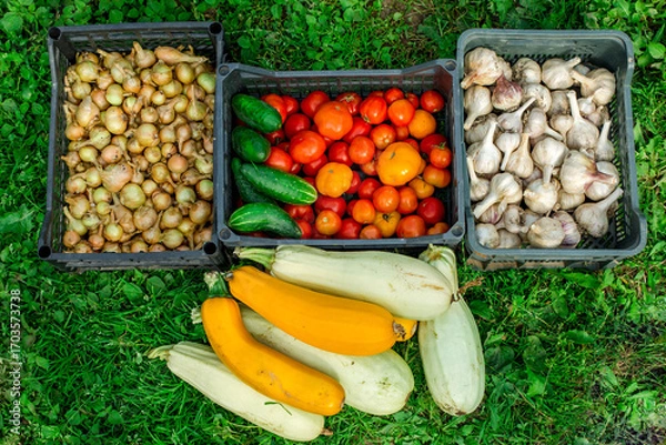 Fototapeta Fresh organic vegetables in a wooden box on the background of a vegetable garden.Cabbage, pepper, eggplant, carrot, cucumber.Raw healthy food concept. Concept of biological, bio products, bio ecology
