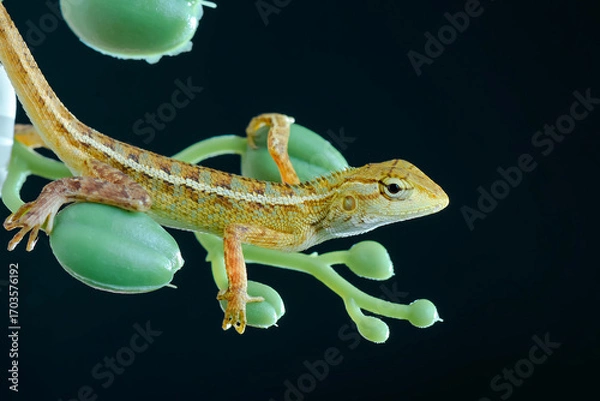 Obraz leaf lizard with black background