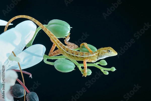 Obraz leaf lizard with black background