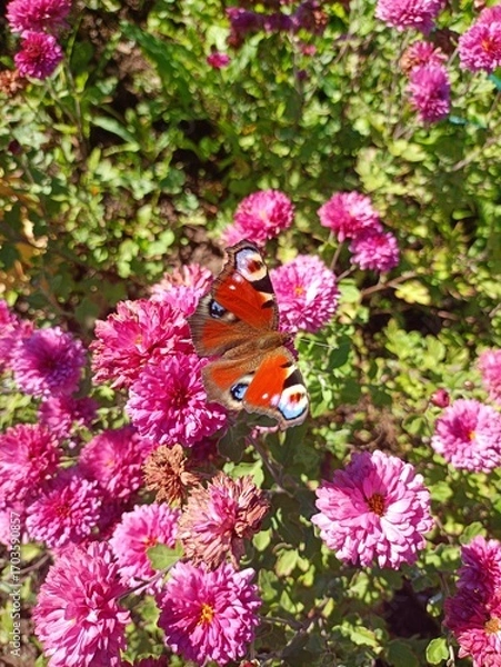 Obraz butterfly on a flower
