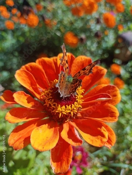 Obraz butterfly on flower