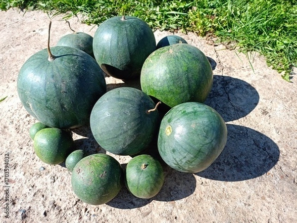 Obraz watermelon on the ground
