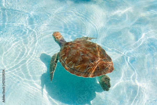 Obraz Green sea turtle. Close-up