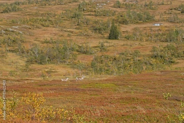 Obraz Two reindeer running across the autumn hills near Storlien, Sweden