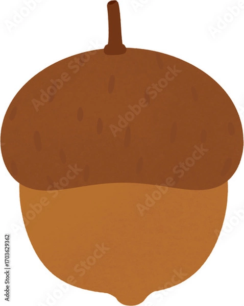 Fototapeta Acorn